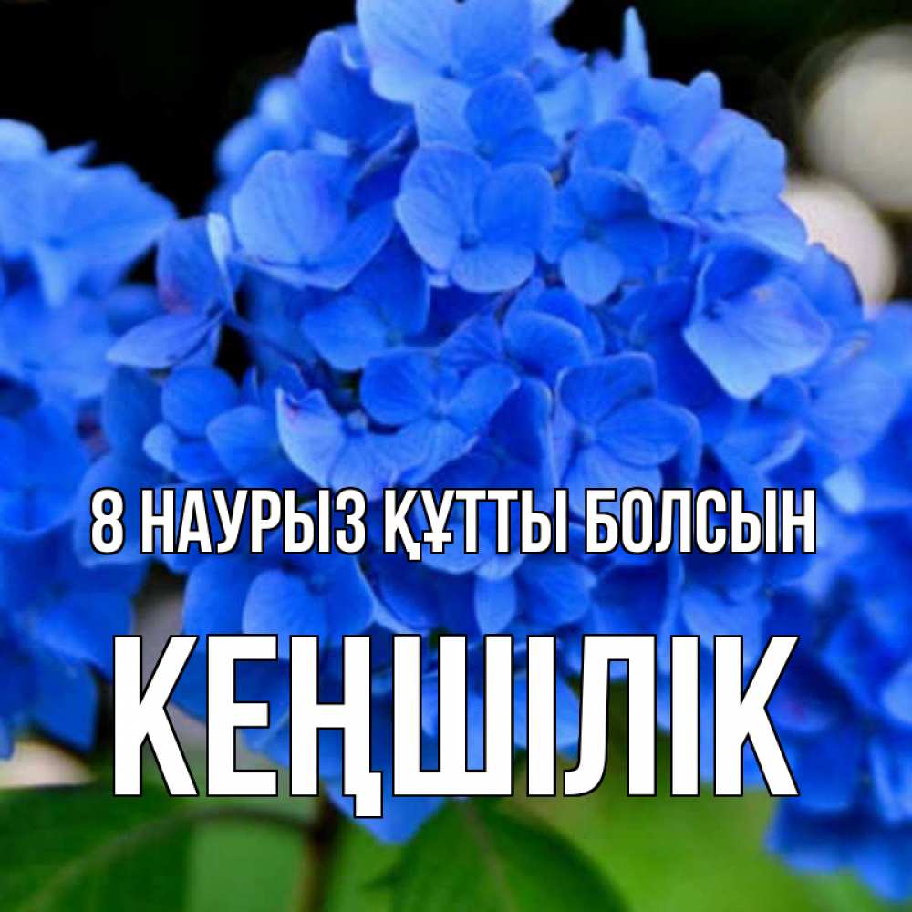 Күн сайын ашық хат с именем, Кеңшілік 8 наурыз құтты болсын синие цветы Онлайн тегін жүктеп алу тілектері бар керемет карта 