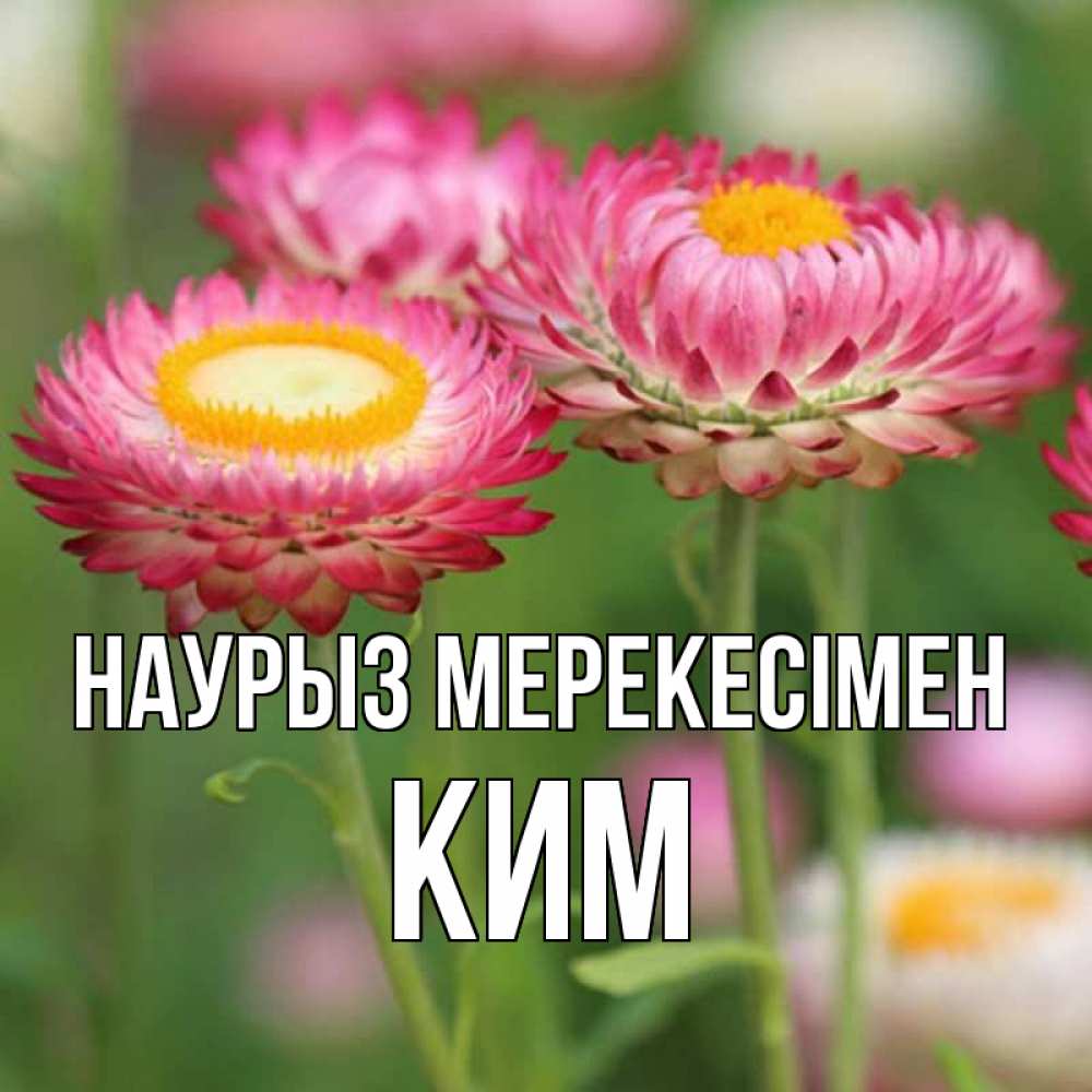 Күн сайын ашық хат с именем, Ким Наурыз мерекесімен подарок на международный женский день Онлайн тегін жүктеп алу тілектері бар керемет карта 