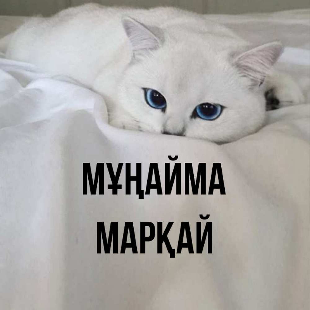 Күн сайын ашық хат с именем, МАРҚАЙ Мұңайма Голубоглазая кошка Онлайн тегін жүктеп алу тілектері бар керемет карта 