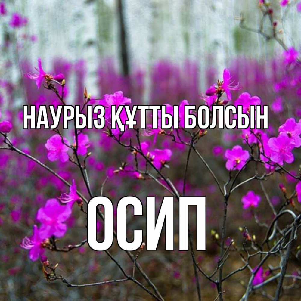 Күн сайын ашық хат с именем, Осип Наурыз құтты болсын дикие цветы Онлайн тегін жүктеп алу тілектері бар керемет карта 