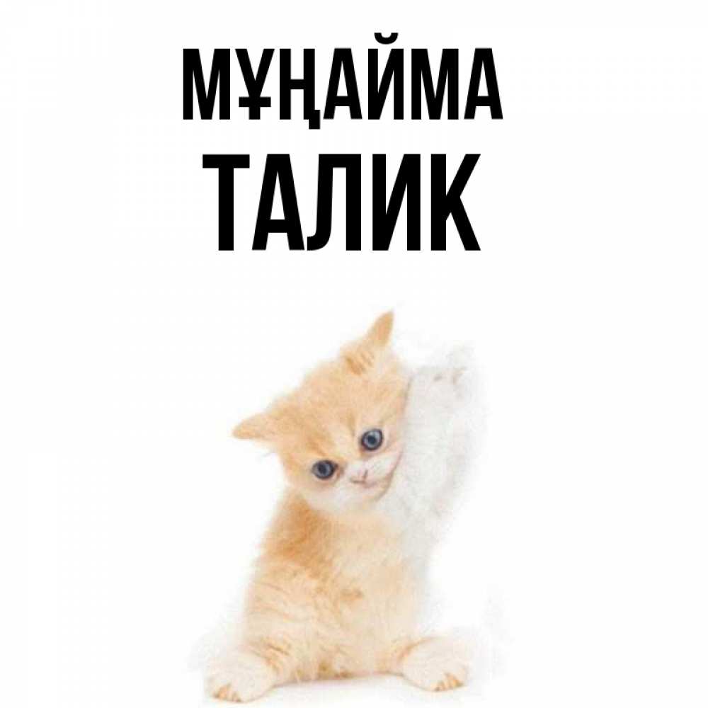 Күн сайын ашық хат с именем, Талик Мұңайма просящий кот Онлайн тегін жүктеп алу тілектері бар керемет карта 