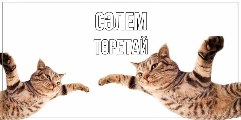 Күн сайын ашық хат с именем, Төретай Сәлем кот Онлайн тегін жүктеп алу тілектері бар керемет карта 