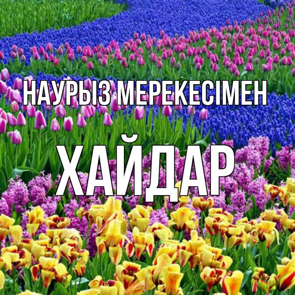 Күн сайын ашық хат с именем, ХАЙДАР Наурыз мерекесімен цветы Онлайн тегін жүктеп алу тілектері бар керемет карта 