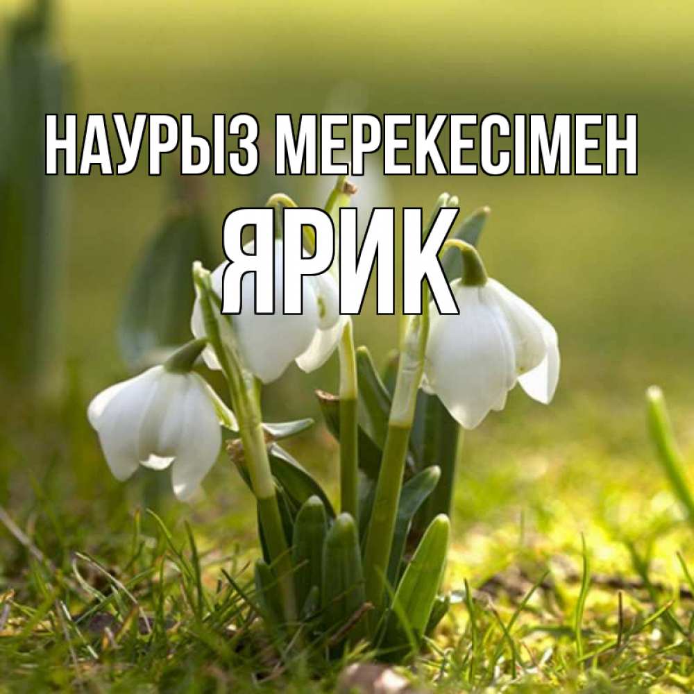 Күн сайын ашық хат с именем, Ярик Наурыз мерекесімен ранние цветы 2 Онлайн тегін жүктеп алу тілектері бар керемет карта 