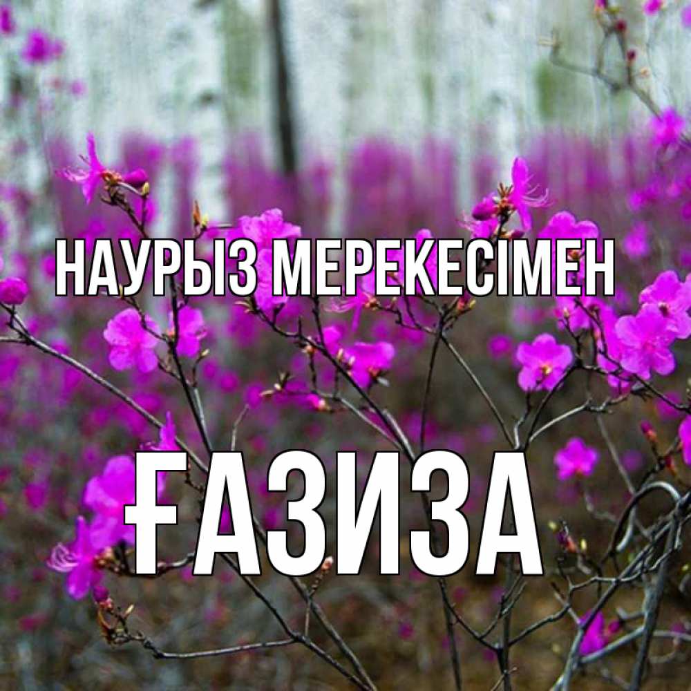Күн сайын ашық хат с именем, ҒАЗИЗА Наурыз мерекесімен дикие цветы Онлайн тегін жүктеп алу тілектері бар керемет карта 