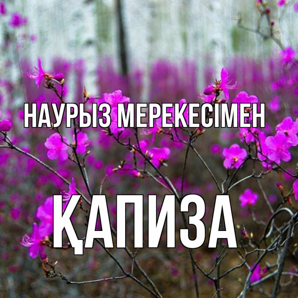 Күн сайын ашық хат с именем, ҚАПИЗА Наурыз мерекесімен дикие цветы Онлайн тегін жүктеп алу тілектері бар керемет карта 