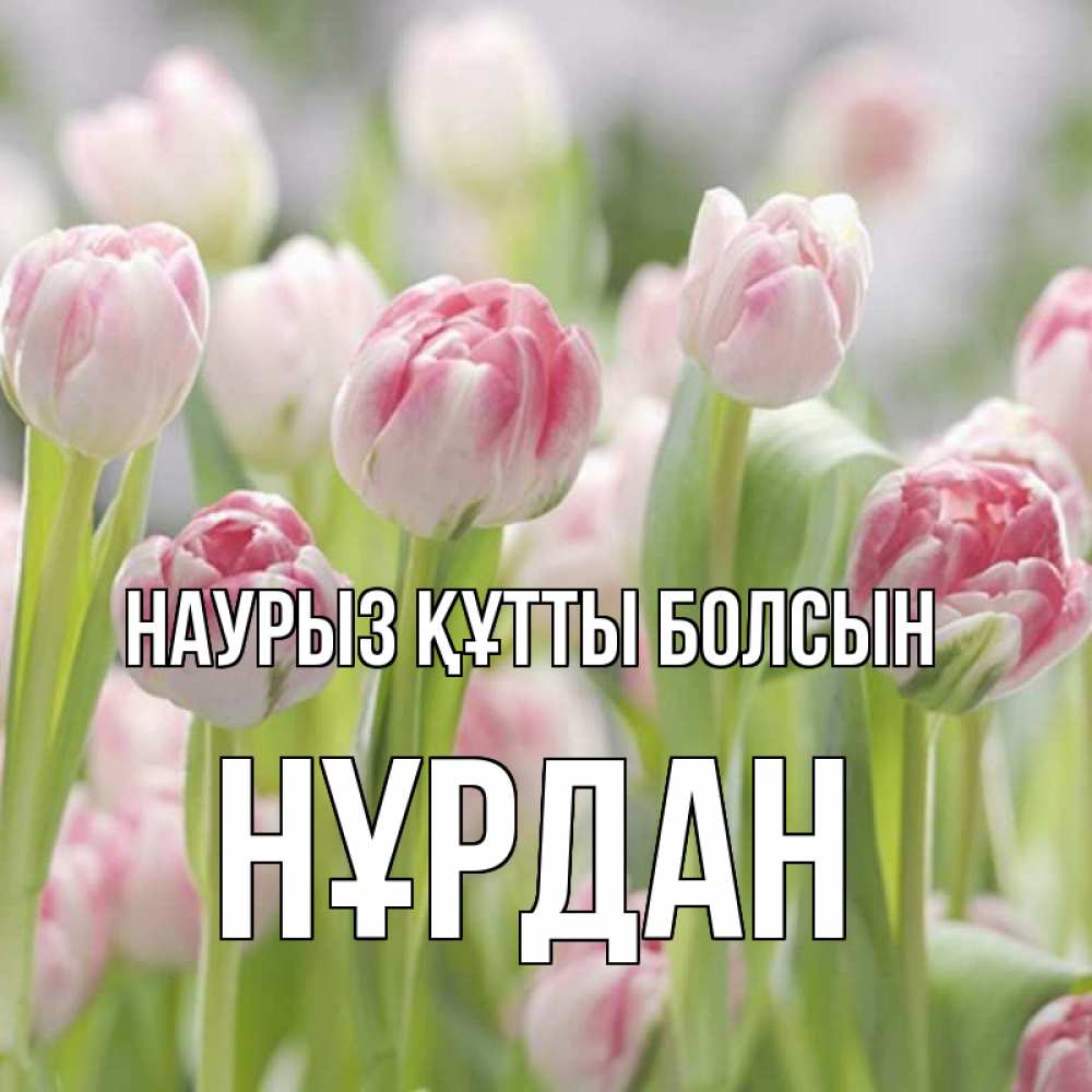 Күн сайын ашық хат с именем, НҰРДАН Наурыз құтты болсын цветы Онлайн тегін жүктеп алу тілектері бар керемет карта 