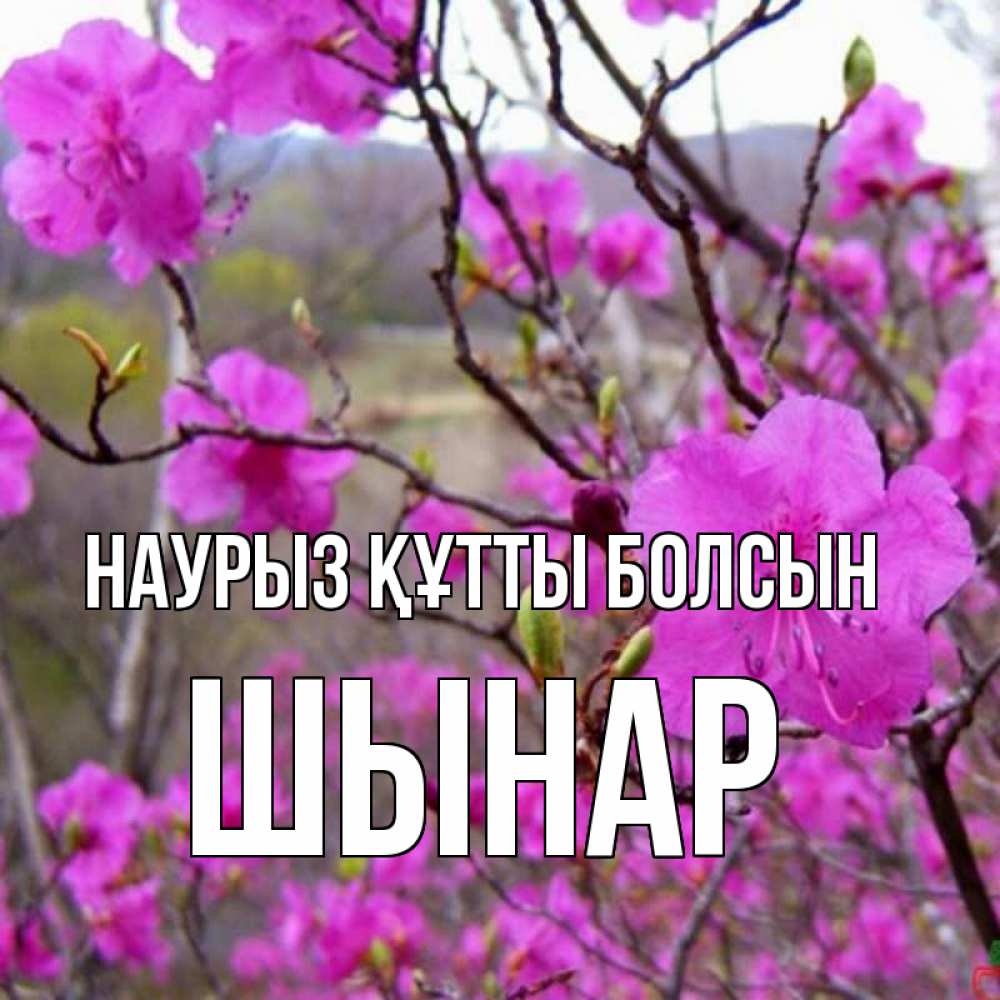 Күн сайын ашық хат с именем, ШЫНАР Наурыз құтты болсын наурыз мейрамы кутты болсын Онлайн тегін жүктеп алу тілектері бар керемет карта 