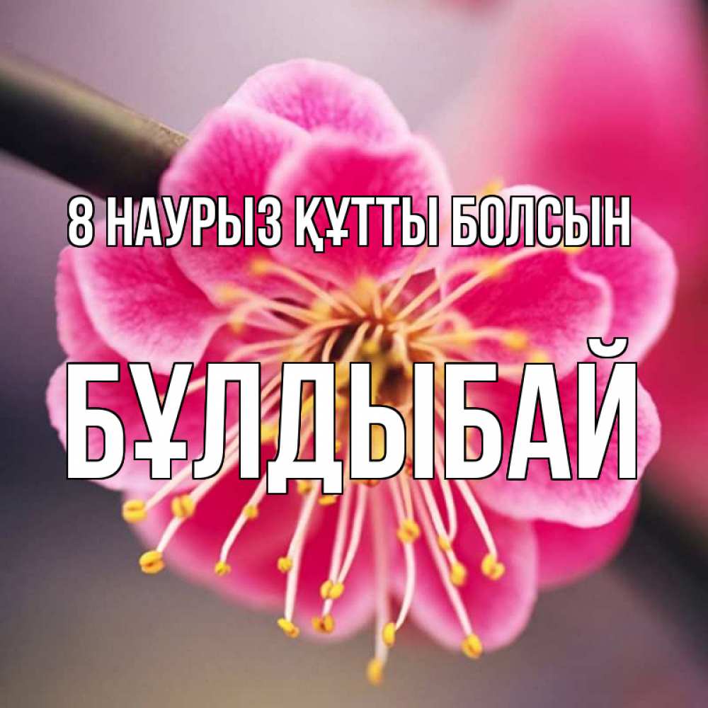 Күн сайын ашық хат с именем, Бұлдыбай 8 наурыз құтты болсын цветы Онлайн тегін жүктеп алу тілектері бар керемет карта 