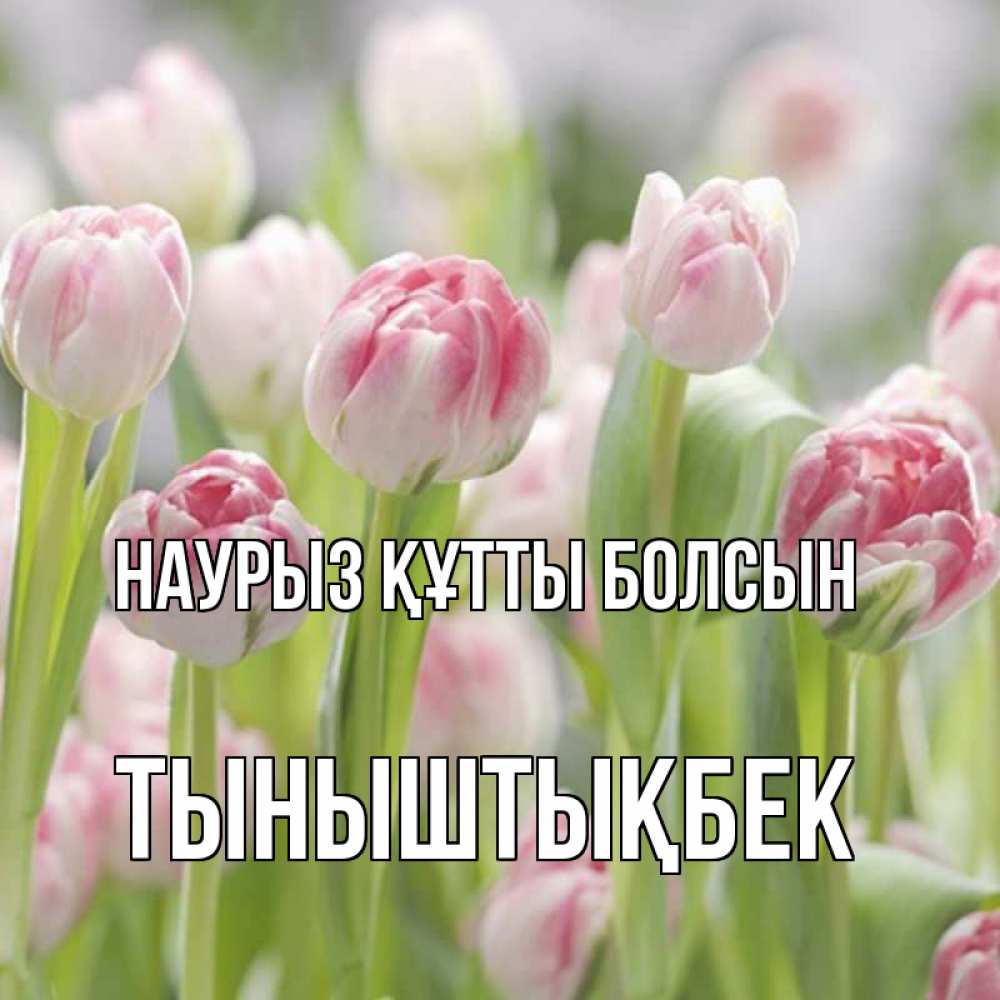 Күн сайын ашық хат с именем, ТЫНЫШТЫҚБЕК Наурыз құтты болсын цветы Онлайн тегін жүктеп алу тілектері бар керемет карта 
