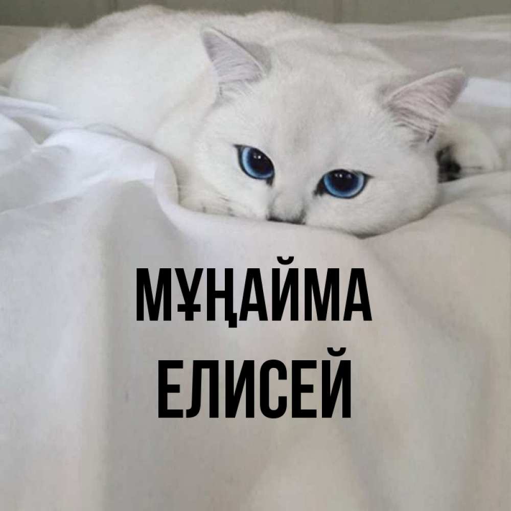 Күн сайын ашық хат с именем, Елисей Мұңайма Голубоглазая кошка Онлайн тегін жүктеп алу тілектері бар керемет карта 