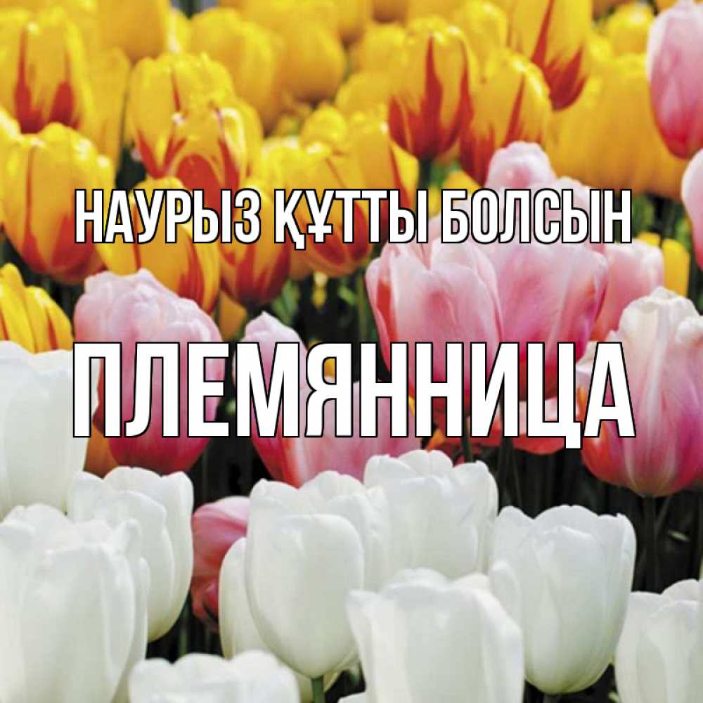 Күн сайын ашық хат с именем, Племянница Наурыз құтты болсын разноцветные цветы Онлайн тегін жүктеп алу тілектері бар керемет карта 
