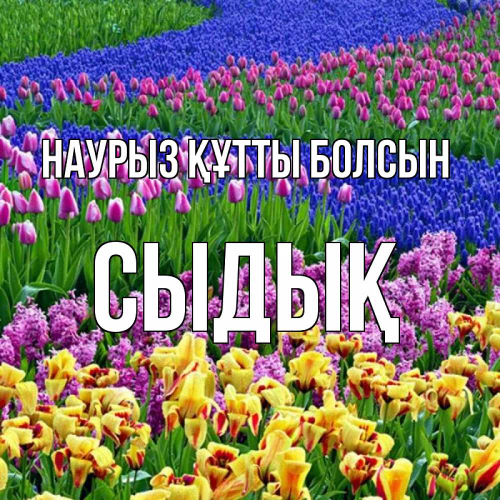 Күн сайын ашық хат с именем, СЫДЫҚ Наурыз құтты болсын цветы Онлайн тегін жүктеп алу тілектері бар керемет карта 