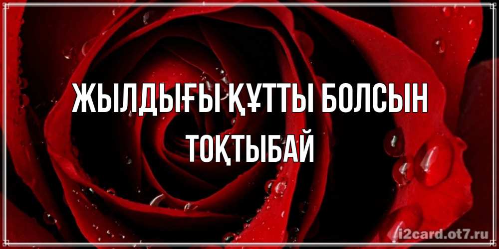 Күн сайын ашық хат с именем, ТОҚТЫБАЙ Жылдығы құтты болсын крупная бордовая роза Онлайн тегін жүктеп алу тілектері бар керемет карта 
