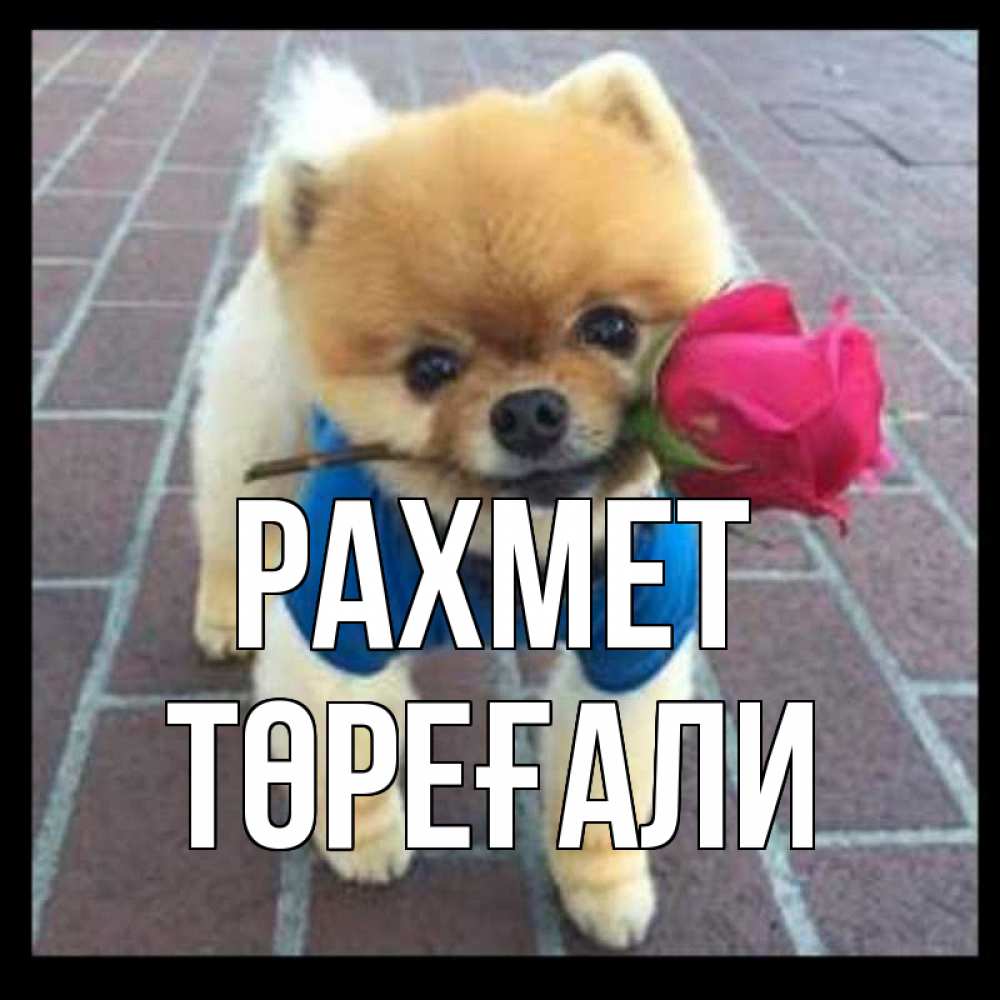 Күн сайын ашық хат с именем, Төреғали рахмет спасибо и дарю тебе цветок Онлайн тегін жүктеп алу тілектері бар керемет карта 