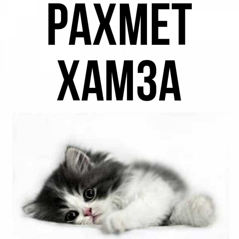 Күн сайын ашық хат с именем, ХАМЗА рахмет черный и белый кот Онлайн тегін жүктеп алу тілектері бар керемет карта 