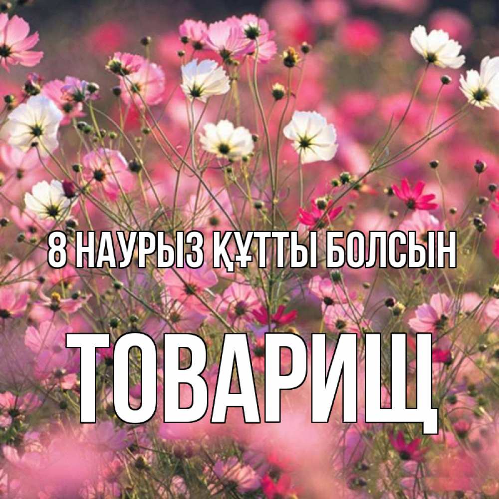 Күн сайын ашық хат с именем, Товарищ 8 наурыз құтты болсын красиво 1 Онлайн тегін жүктеп алу тілектері бар керемет карта 