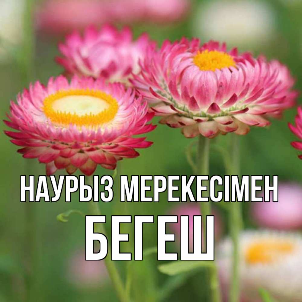 Күн сайын ашық хат с именем, Бегеш Наурыз мерекесімен подарок на международный женский день Онлайн тегін жүктеп алу тілектері бар керемет карта 