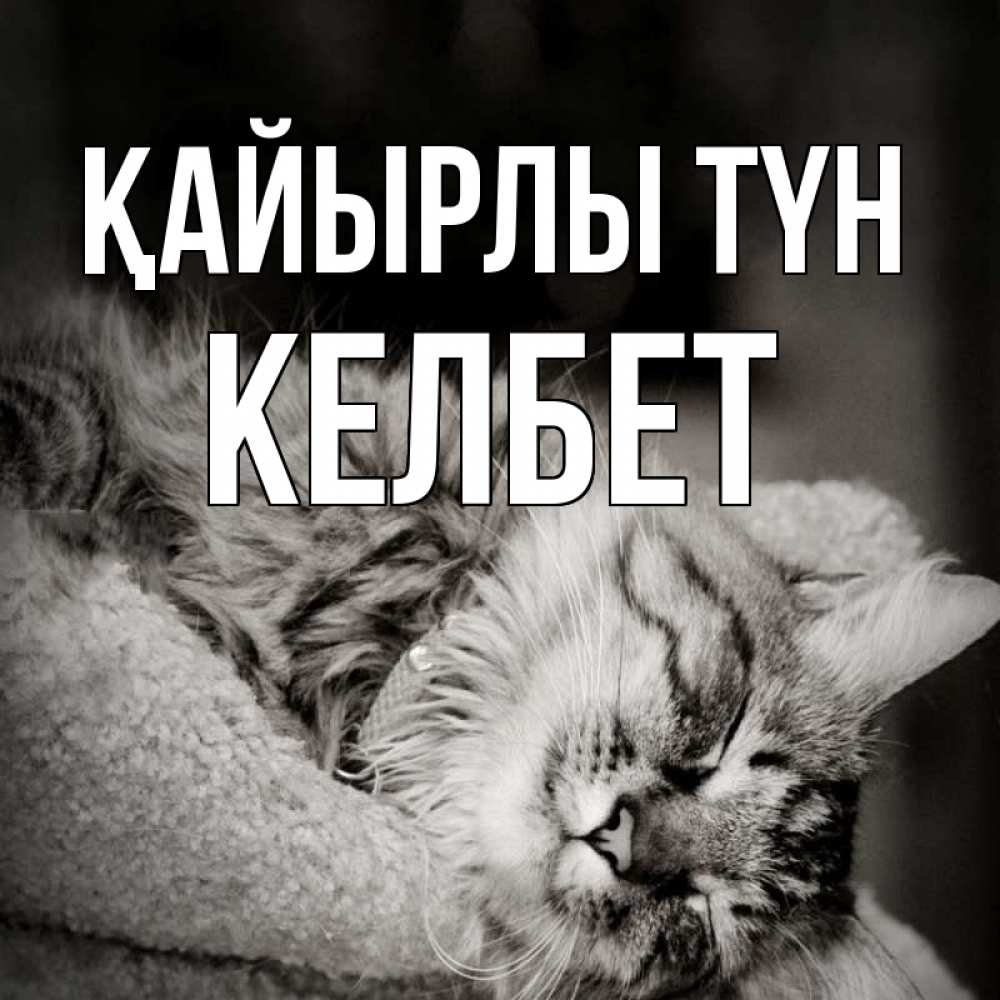 Күн сайын ашық хат с именем, КЕЛБЕТ Қайырлы түн котярик пушистый Онлайн тегін жүктеп алу тілектері бар керемет карта 