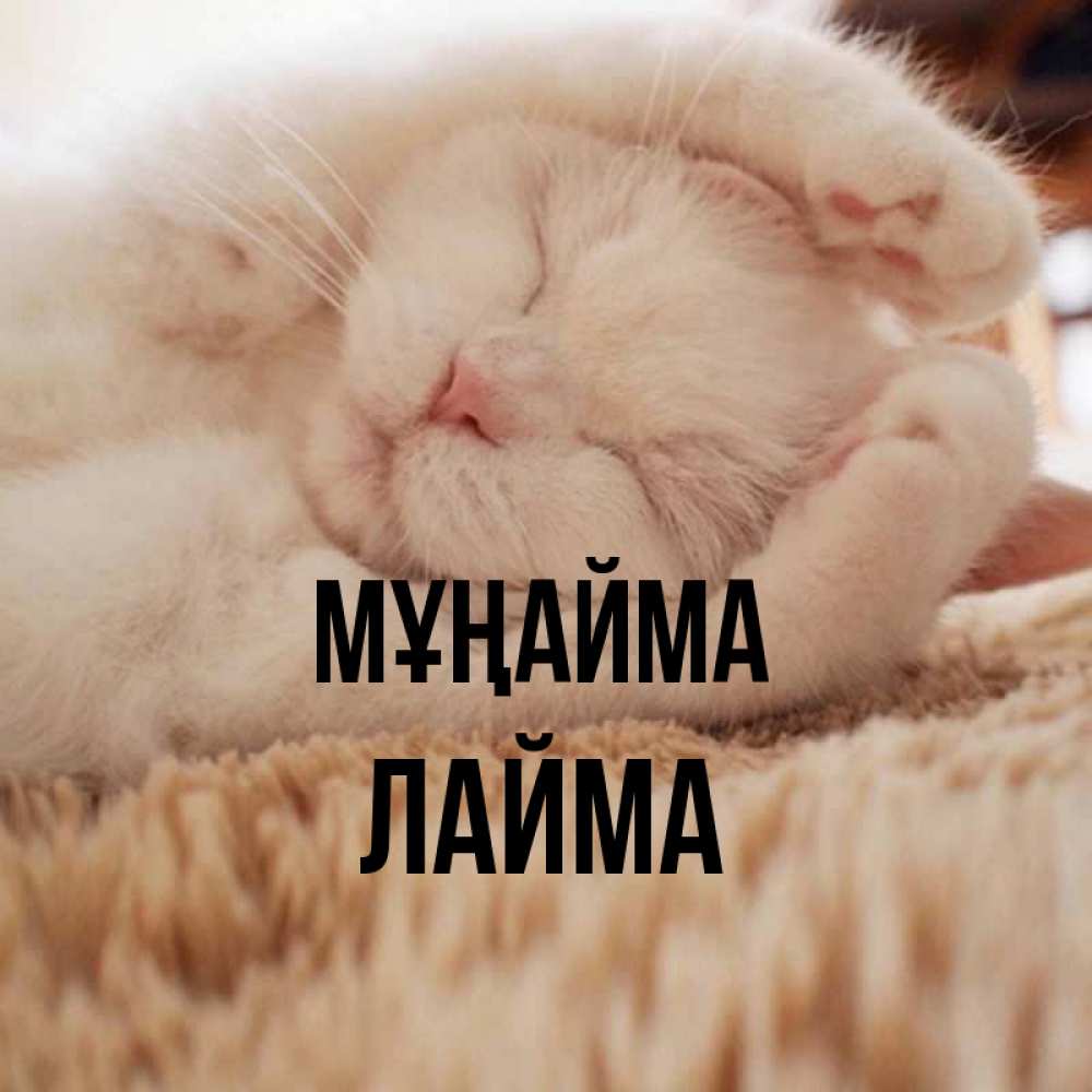 Күн сайын ашық хат с именем, Лайма Мұңайма Котенок спит Онлайн тегін жүктеп алу тілектері бар керемет карта 