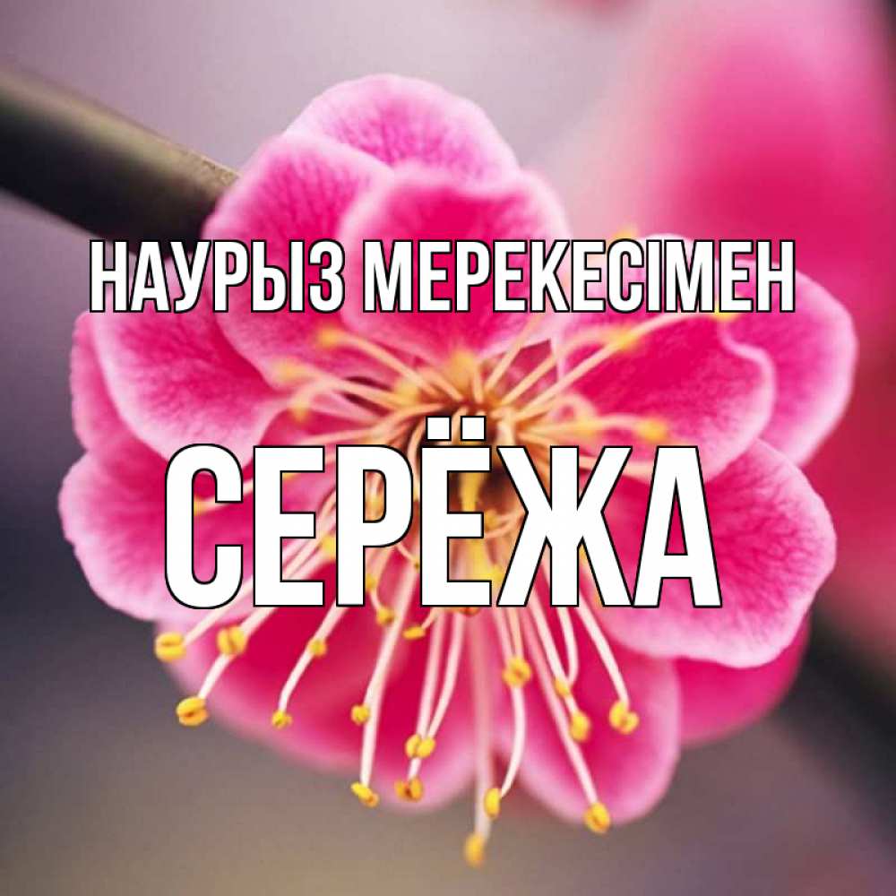 Күн сайын ашық хат с именем, Серёжа Наурыз мерекесімен цветы Онлайн тегін жүктеп алу тілектері бар керемет карта 