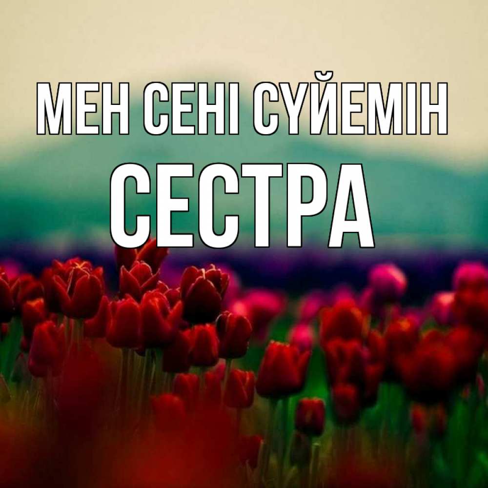 Күн сайын ашық хат с именем, Сестра Мен сені сүйемін тюльпаны 4 Онлайн тегін жүктеп алу тілектері бар керемет карта 