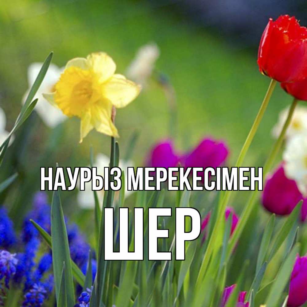Күн сайын ашық хат с именем, ШЕР Наурыз мерекесімен праздник весны наурыз 3 Онлайн тегін жүктеп алу тілектері бар керемет карта 