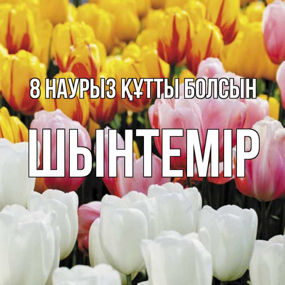 Күн сайын ашық хат с именем, ШЫНТЕМІР 8 наурыз құтты болсын разноцветные цветы Онлайн тегін жүктеп алу тілектері бар керемет карта 