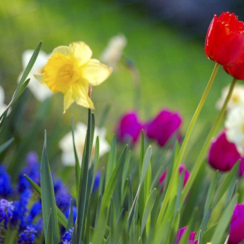 Открытка полевые цветы 3 международный женский день 3 8 наурыз құтты болсын 