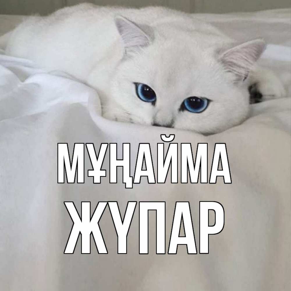 Күн сайын ашық хат с именем, ЖҮПАР Мұңайма белый кот с голубыми глазами на белоснежной кровати Онлайн тегін жүктеп алу тілектері бар керемет карта 