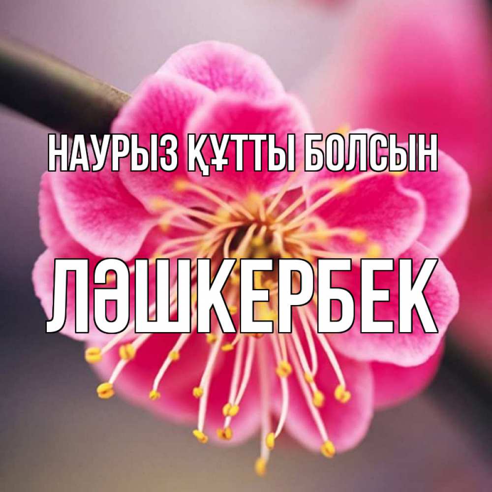 Күн сайын ашық хат с именем, ЛӘШКЕРБЕК Наурыз құтты болсын цветы Онлайн тегін жүктеп алу тілектері бар керемет карта 