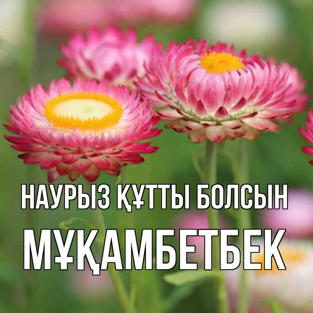 Күн сайын ашық хат с именем, Мұқамбетбек Наурыз құтты болсын подарок на международный женский день Онлайн тегін жүктеп алу тілектері бар керемет карта 