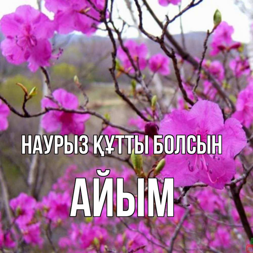 Күн сайын ашық хат с именем, АЙЫМ Наурыз құтты болсын наурыз мейрамы кутты болсын Онлайн тегін жүктеп алу тілектері бар керемет карта 