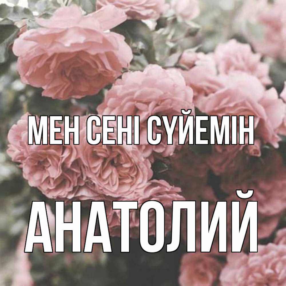Күн сайын ашық хат с именем, Анатолий Мен сені сүйемін розы 3 Онлайн тегін жүктеп алу тілектері бар керемет карта 