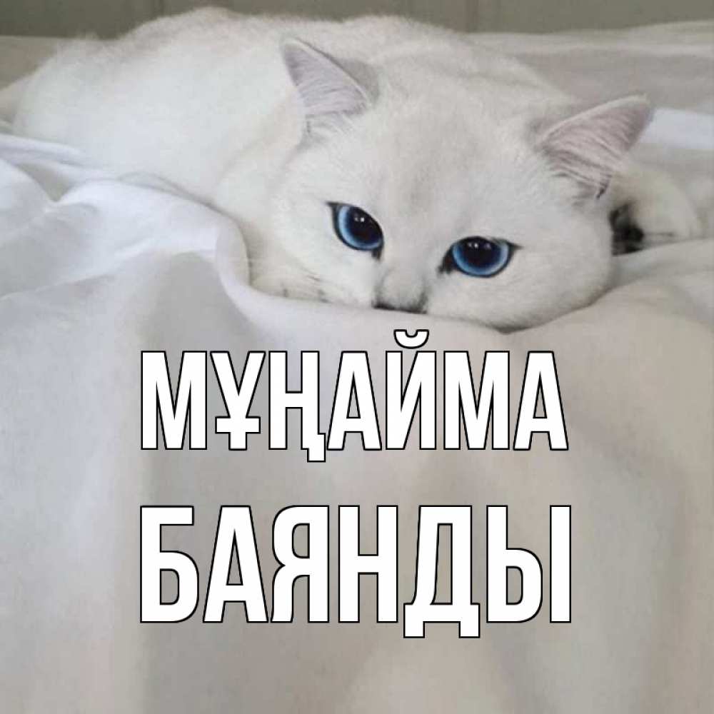 Күн сайын ашық хат с именем, Баянды Мұңайма белый кот с голубыми глазами на белоснежной кровати Онлайн тегін жүктеп алу тілектері бар керемет карта 