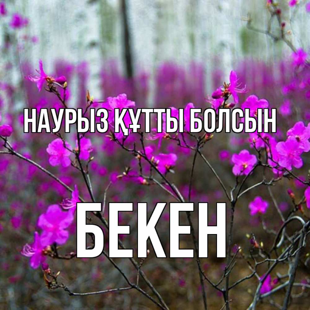 Күн сайын ашық хат с именем, Бекен Наурыз құтты болсын дикие цветы Онлайн тегін жүктеп алу тілектері бар керемет карта 