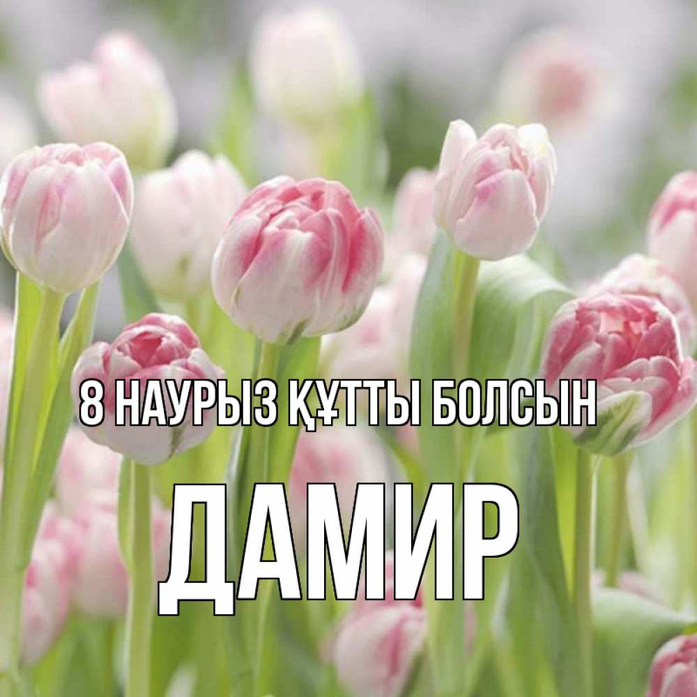 Күн сайын ашық хат с именем, Дамир 8 наурыз құтты болсын цветы Онлайн тегін жүктеп алу тілектері бар керемет карта 