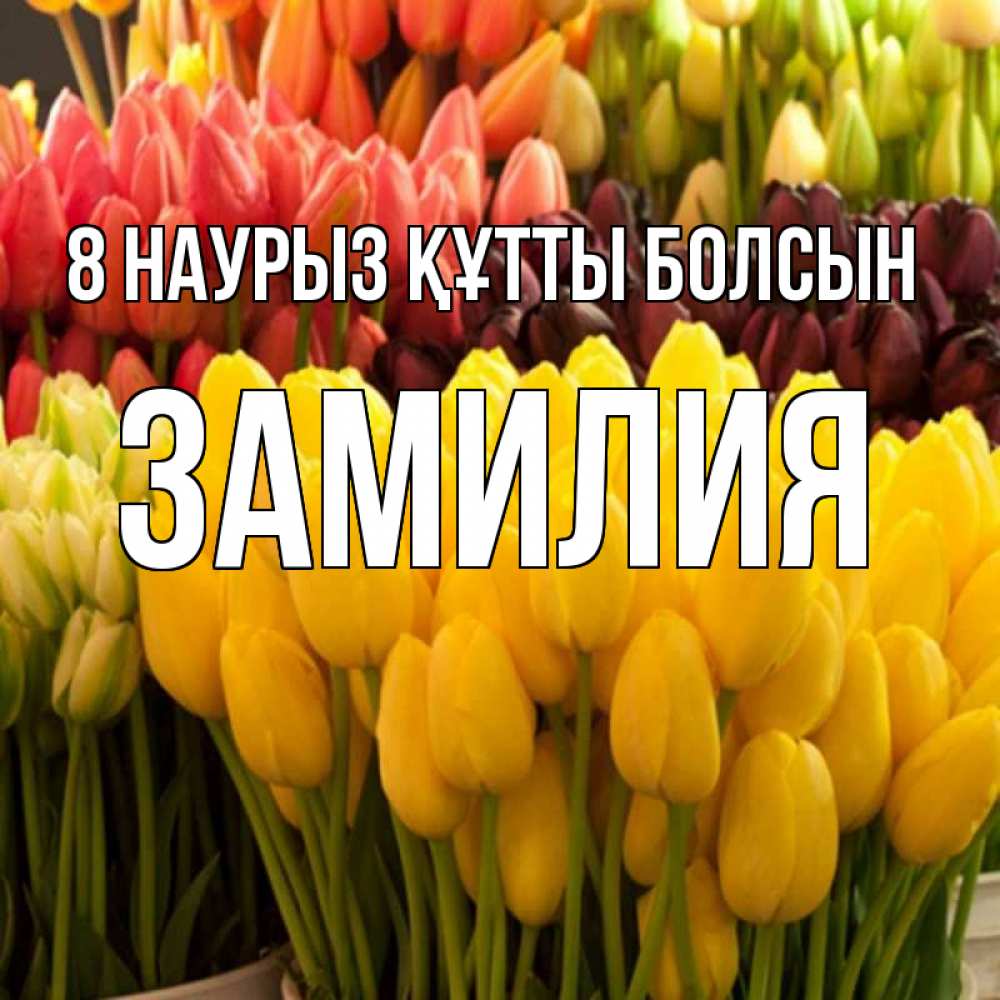 Күн сайын ашық хат с именем, ЗАМИЛИЯ 8 наурыз құтты болсын цветы Онлайн тегін жүктеп алу тілектері бар керемет карта 