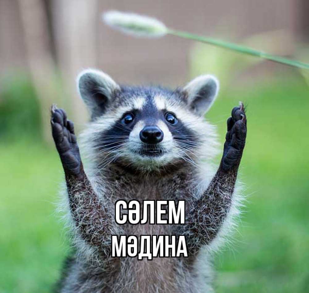 Күн сайын ашық хат с именем, МӘДИНА Сәлем животные Онлайн тегін жүктеп алу тілектері бар керемет карта 