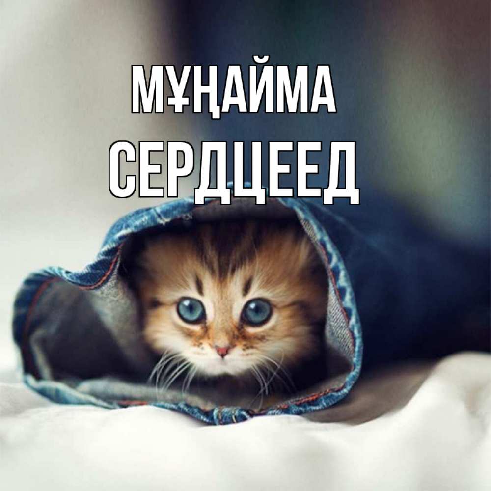 Күн сайын ашық хат с именем, Сердцеед Мұңайма рыжик котик Онлайн тегін жүктеп алу тілектері бар керемет карта 