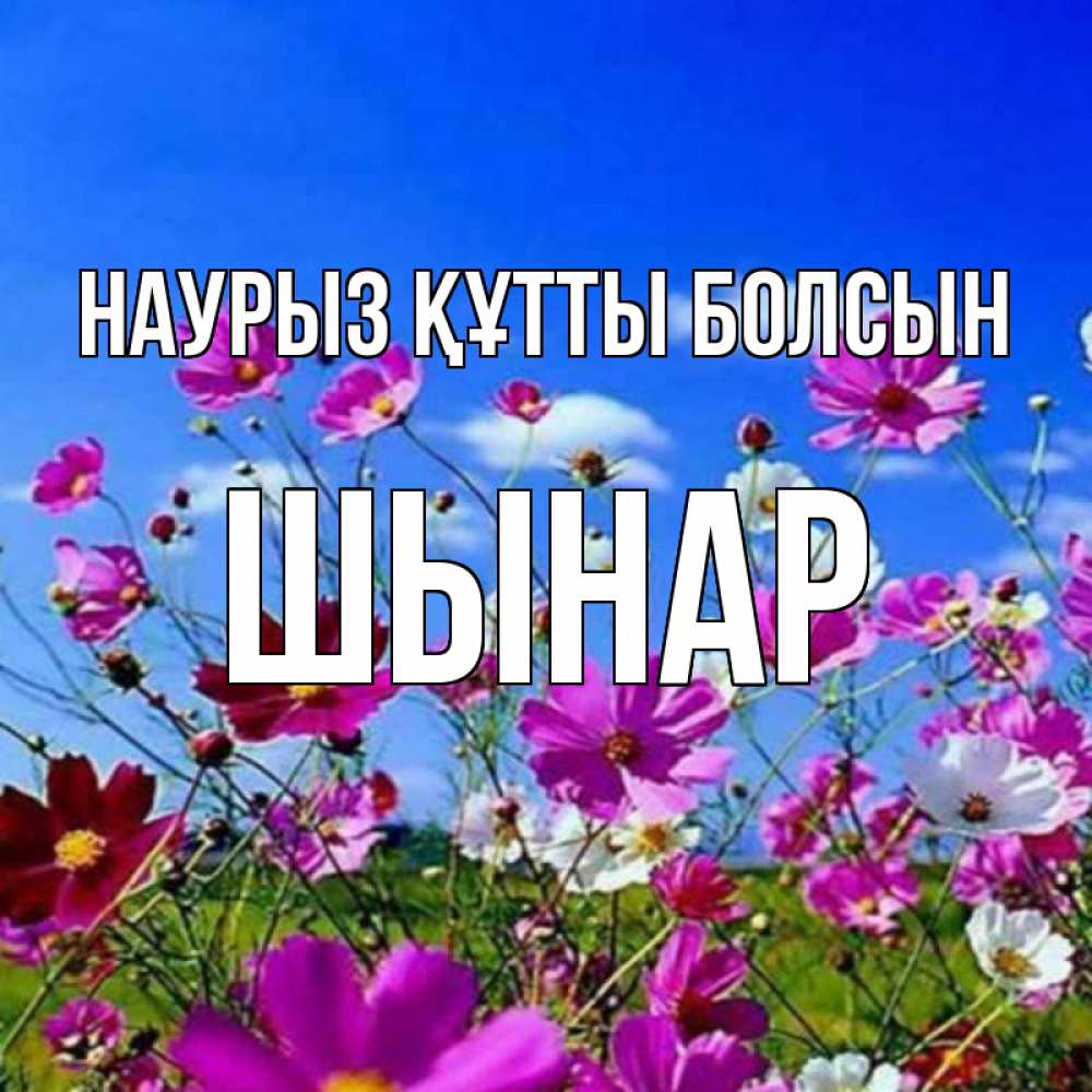 Күн сайын ашық хат с именем, ШЫНАР Наурыз құтты болсын цветы Онлайн тегін жүктеп алу тілектері бар керемет карта 