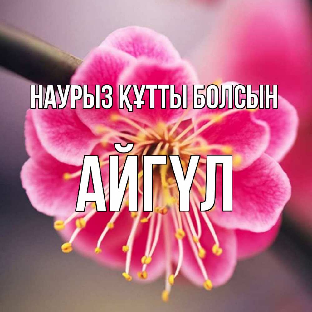 Күн сайын ашық хат с именем, АЙГҮЛ Наурыз құтты болсын цветы Онлайн тегін жүктеп алу тілектері бар керемет карта 
