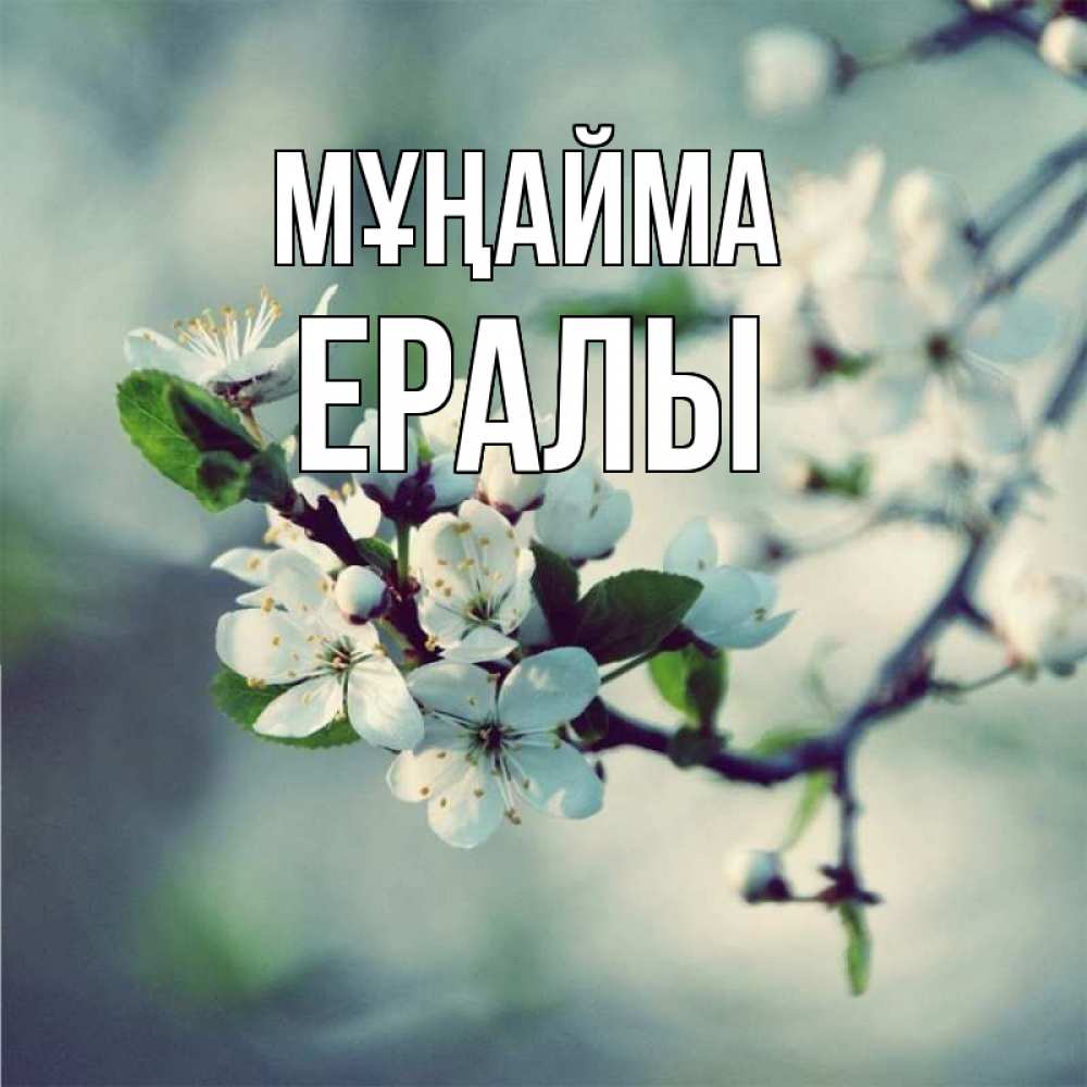 Күн сайын ашық хат с именем, Ералы Мұңайма яблоня в цвету 1 Онлайн тегін жүктеп алу тілектері бар керемет карта 