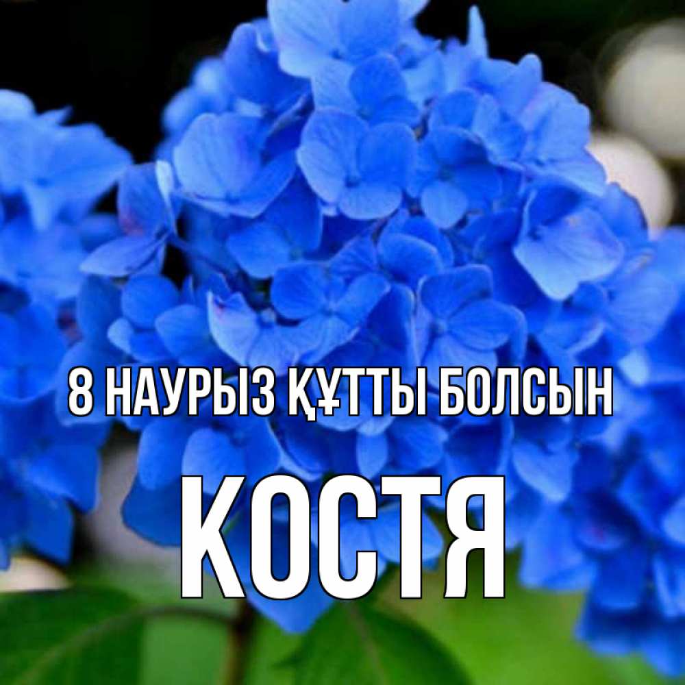 Күн сайын ашық хат с именем, Костя 8 наурыз құтты болсын синие цветы Онлайн тегін жүктеп алу тілектері бар керемет карта 