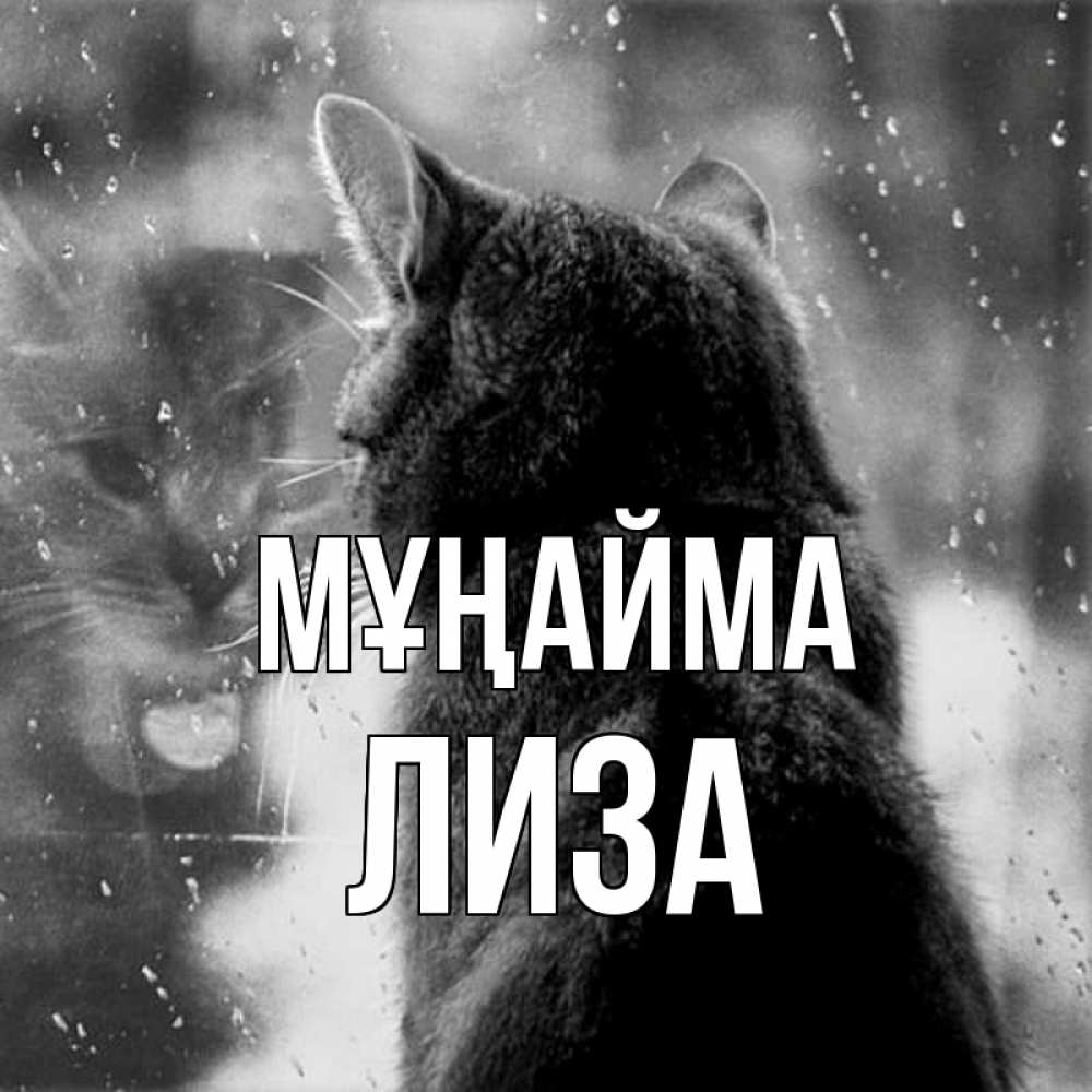 Күн сайын ашық хат с именем, Лиза Мұңайма отражение кота 1 Онлайн тегін жүктеп алу тілектері бар керемет карта 