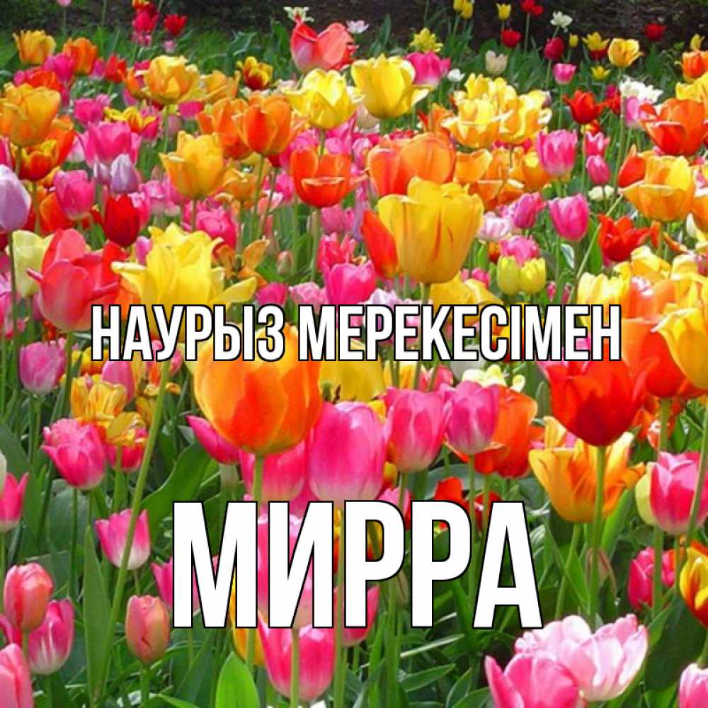 Күн сайын ашық хат с именем, Мирра Наурыз мерекесімен праздник весны наурыз 4 Онлайн тегін жүктеп алу тілектері бар керемет карта 