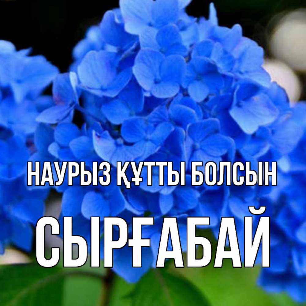 Күн сайын ашық хат с именем, СЫРҒАБАЙ Наурыз құтты болсын синие цветы Онлайн тегін жүктеп алу тілектері бар керемет карта 