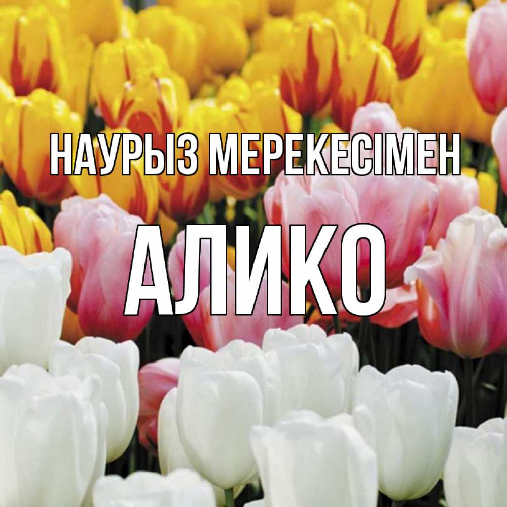 Күн сайын ашық хат с именем, Алико Наурыз мерекесімен разноцветные цветы Онлайн тегін жүктеп алу тілектері бар керемет карта 