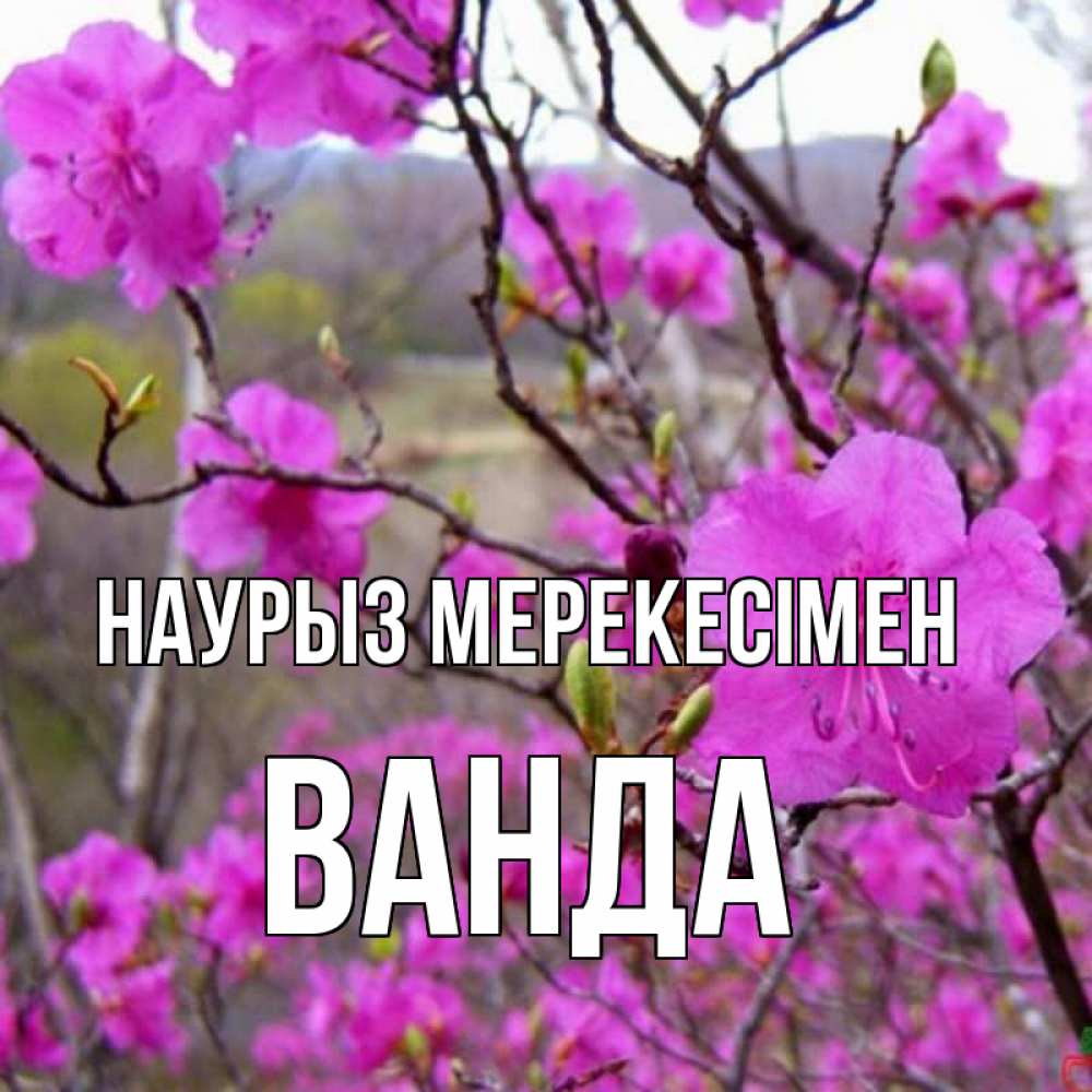 Күн сайын ашық хат с именем, Ванда Наурыз мерекесімен праздник весны наурыз Онлайн тегін жүктеп алу тілектері бар керемет карта 