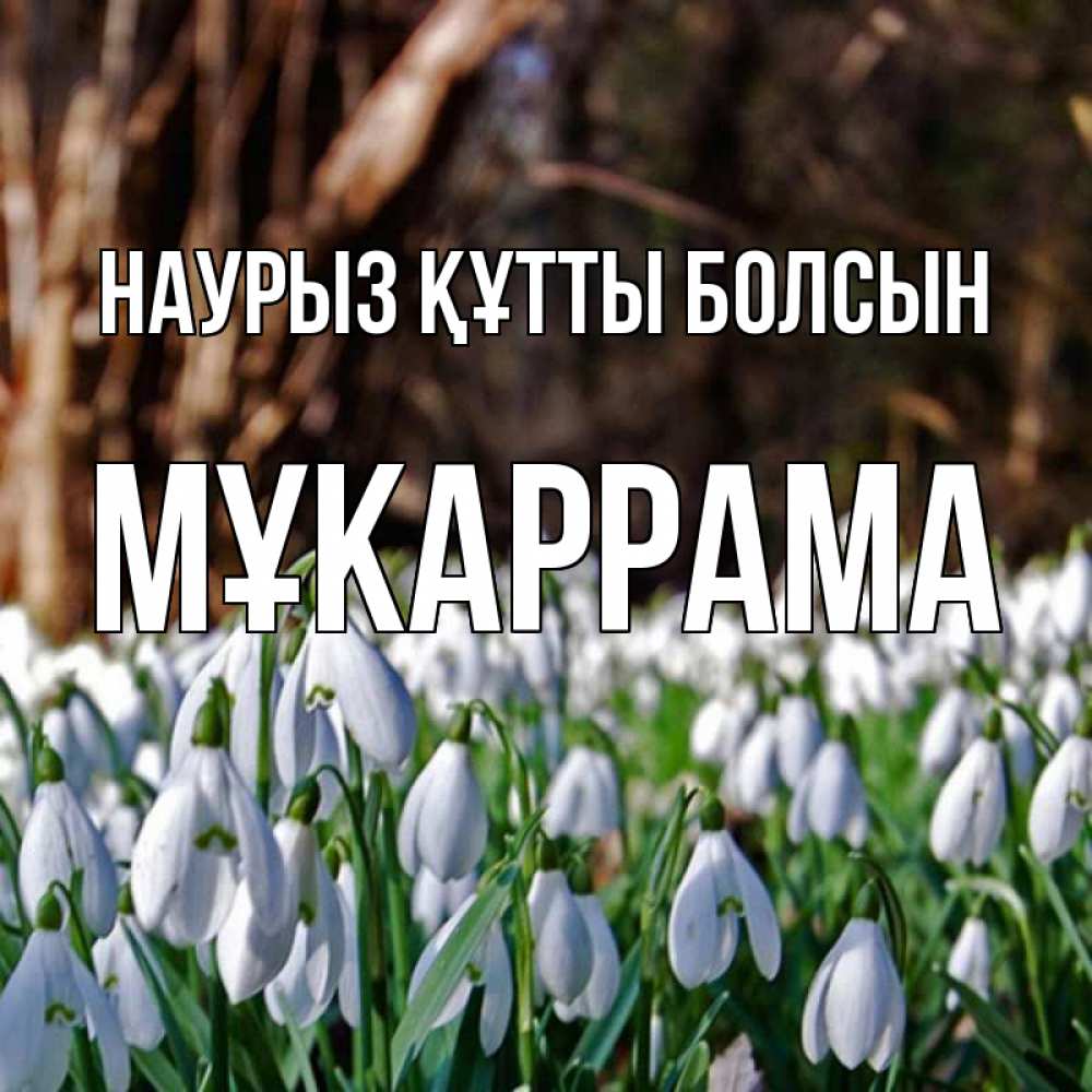 Күн сайын ашық хат с именем, МҰКАРРАМА Наурыз құтты болсын с подснежниками 1 Онлайн тегін жүктеп алу тілектері бар керемет карта 